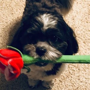 Meet your Posher, Terri